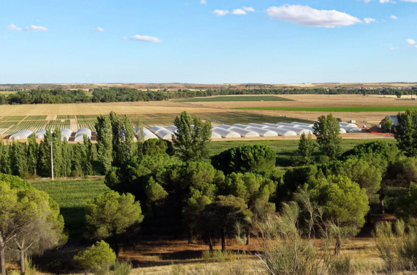 Irrigated land and pine forest near Valladolid.