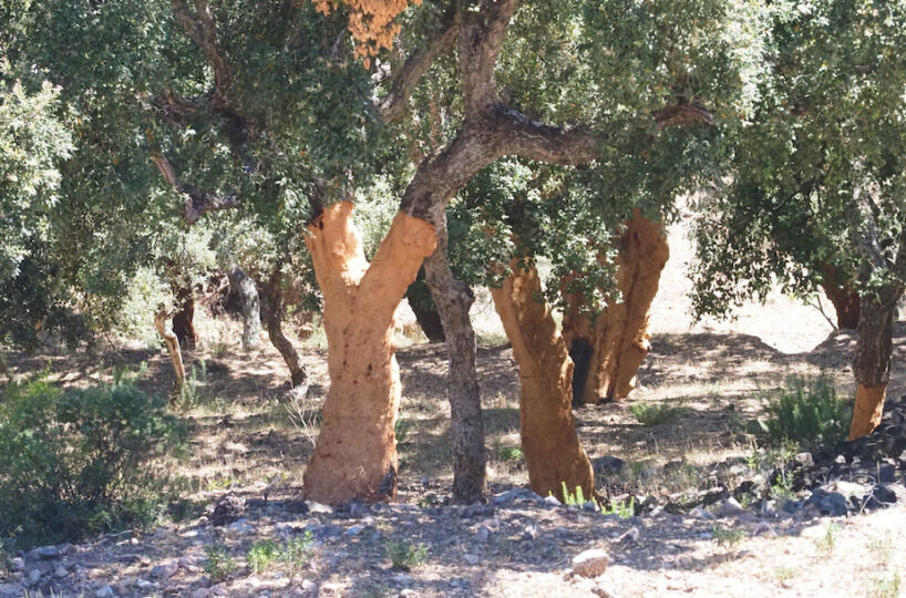 Finca rústica de recreo y caza mayor.