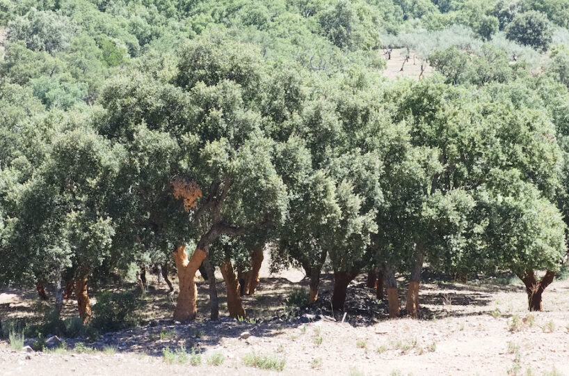 Finca rústica de recreo y caza mayor.