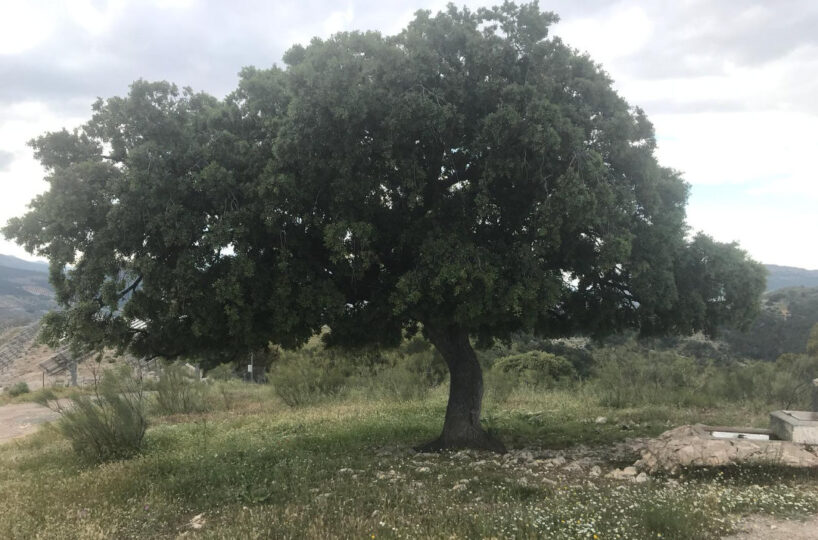 FINCA GANADERA CON ALOJAMIENTO TURISTICO