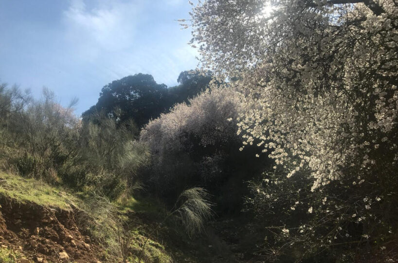 FINCA GANADERA CON ALOJAMIENTO TURISTICO
