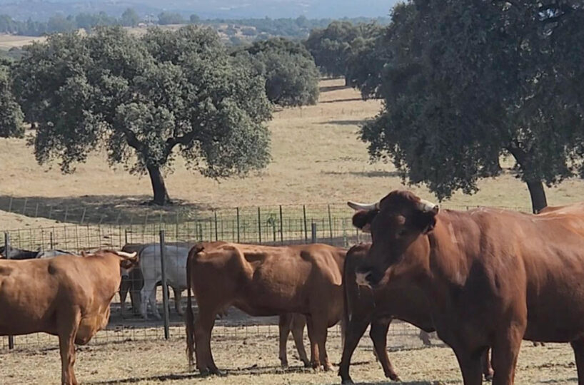 700 HA LIVESTOCK FARM IN NORTHEASTERN CÁCERES.