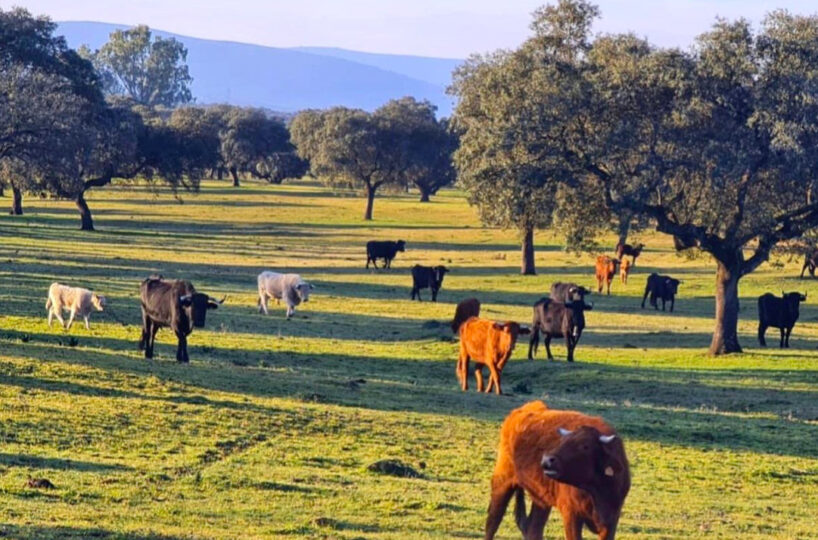 700 HA LIVESTOCK FARM IN NORTHEASTERN CÁCERES.
