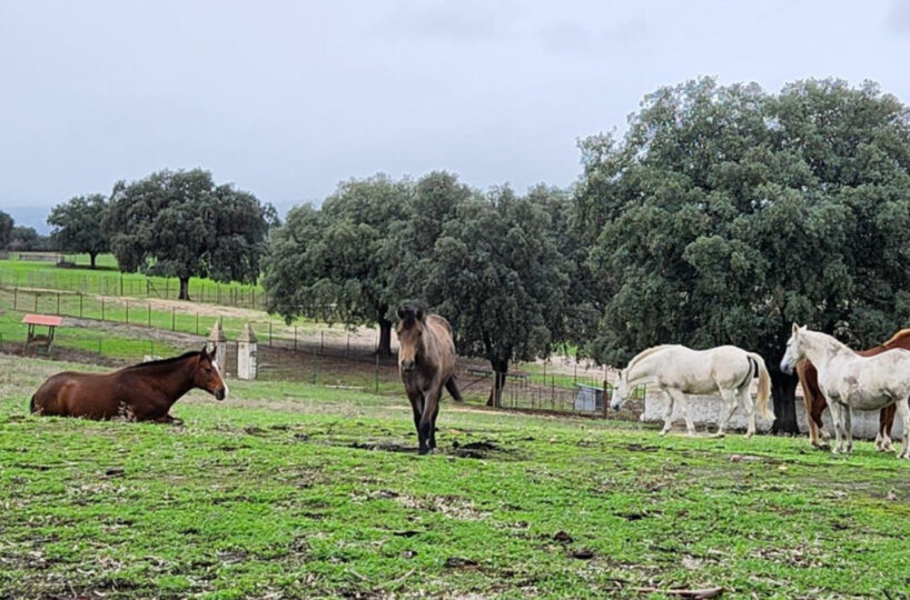 700 HA LIVESTOCK FARM IN NORTHEASTERN CÁCERES.