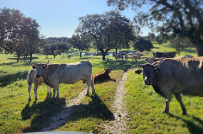 700 HA LIVESTOCK FARM IN NORTHEASTERN CÁCERES.