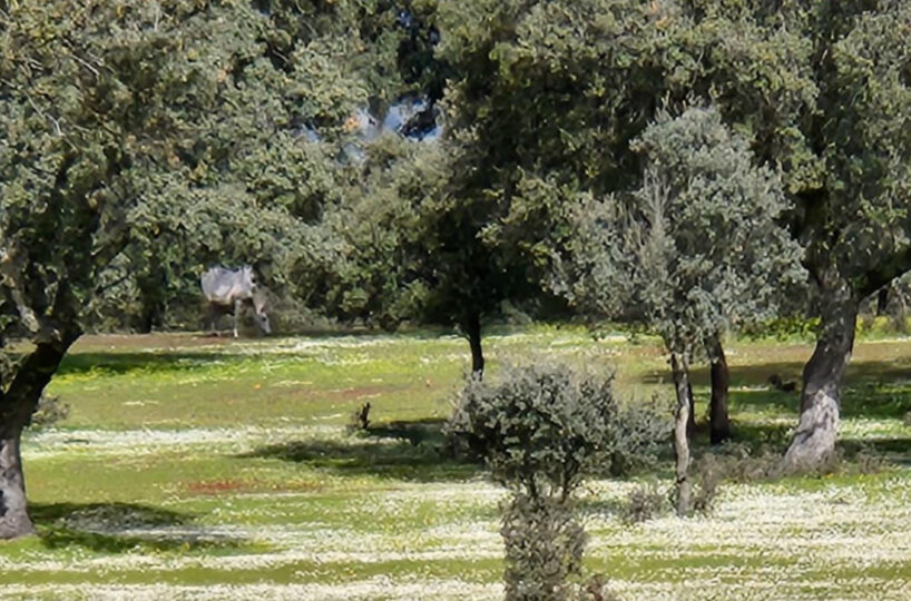 700 HA LIVESTOCK FARM IN NORTHEASTERN CÁCERES.