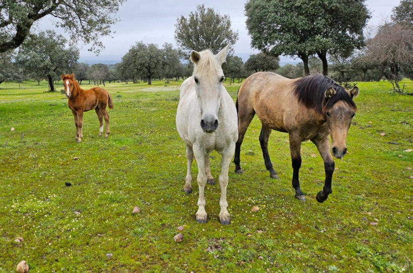 700 HA LIVESTOCK FARM IN NORTHEASTERN CÁCERES.