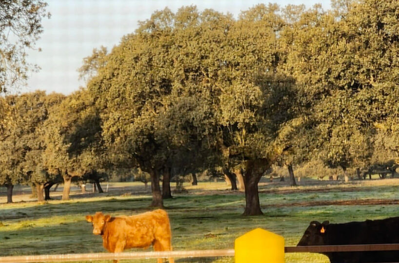 700 HA LIVESTOCK FARM IN NORTHEASTERN CÁCERES.
