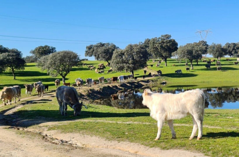 700 HA LIVESTOCK FARM IN NORTHEASTERN CÁCERES.