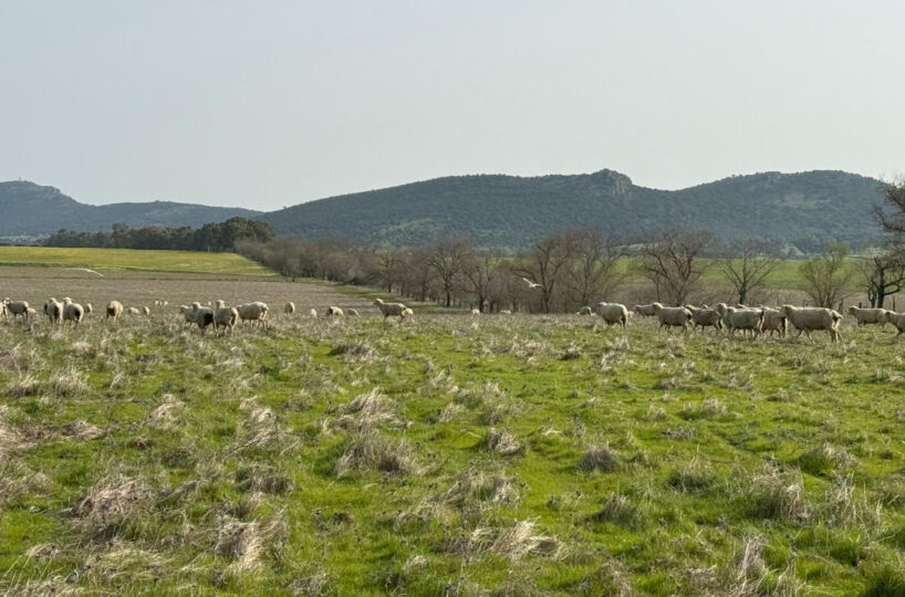 LIVESTOCK AND ARABLE FARM NEAR CÁCERES.
