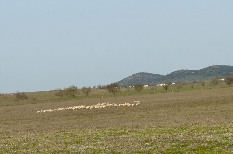 LIVESTOCK AND ARABLE FARM NEAR CÁCERES.