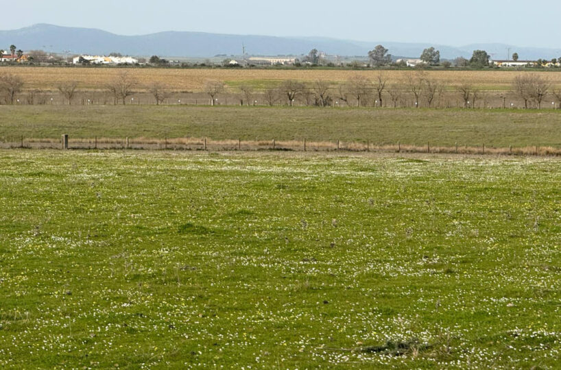 LIVESTOCK AND ARABLE FARM NEAR CÁCERES.