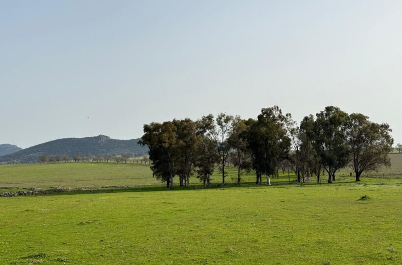 LIVESTOCK AND ARABLE FARM NEAR CÁCERES.
