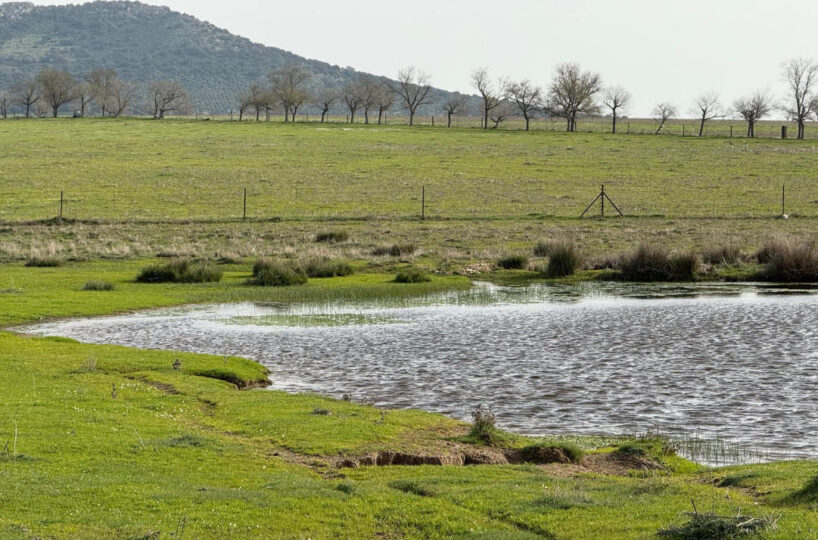 LIVESTOCK AND ARABLE FARM NEAR CÁCERES.