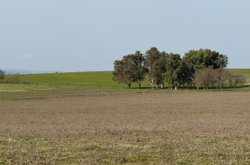 LIVESTOCK AND ARABLE FARM NEAR CÁCERES.