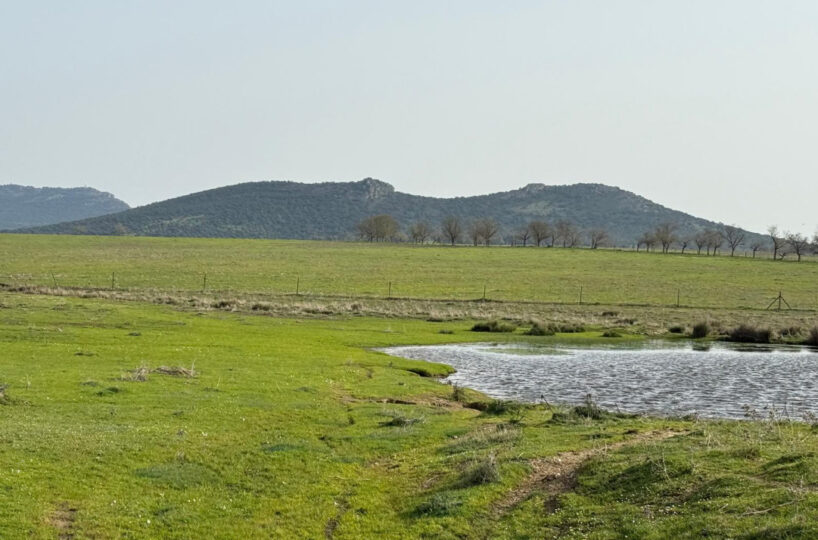 LIVESTOCK AND ARABLE FARM NEAR CÁCERES.