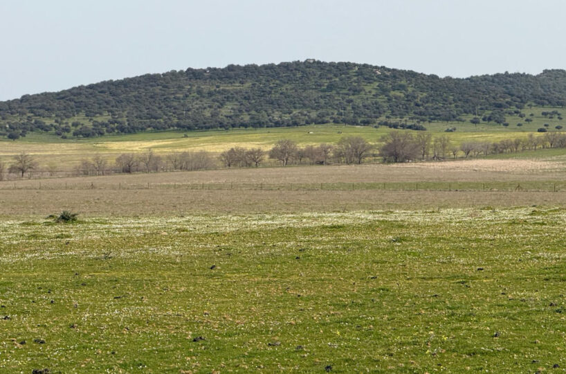 LIVESTOCK AND ARABLE FARM NEAR CÁCERES.
